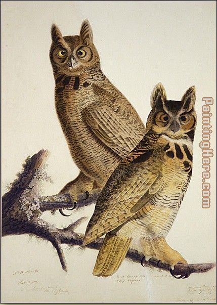 Great Horned Owl painting - John James Audubon Great Horned Owl art painting
